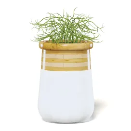 Plantinlargemodernpot